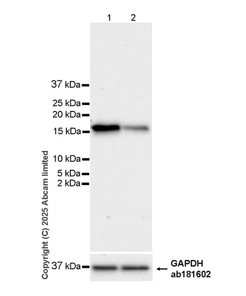 Western blot - Anti-GAPDH antibody [EPR16891] - Loading Control (AB181602)