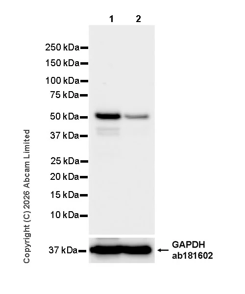 Western blot - Anti-GAPDH antibody [EPR16891] - Loading Control (AB181602)