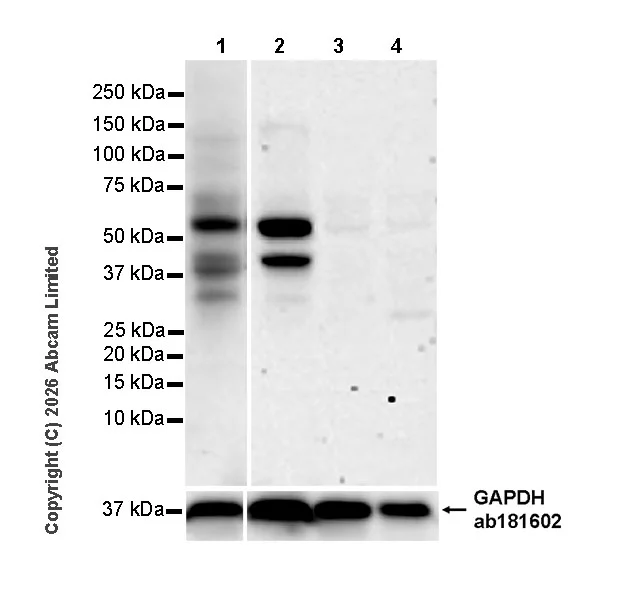 Western blot - Anti-GAPDH antibody [EPR16891] - Loading Control (AB181602)
