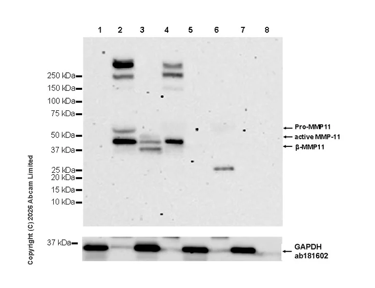 Western blot - Anti-GAPDH antibody [EPR16891] - Loading Control (AB181602)