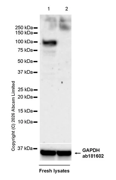 Western blot - Anti-GAPDH antibody [EPR16891] - Loading Control (AB181602)