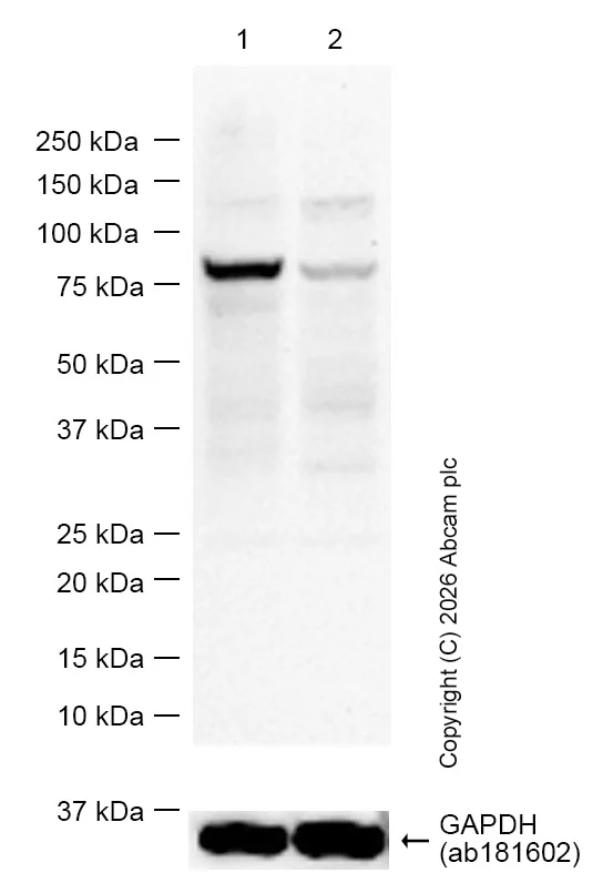 Western blot - Anti-GAPDH antibody [EPR16891] - Loading Control (AB181602)