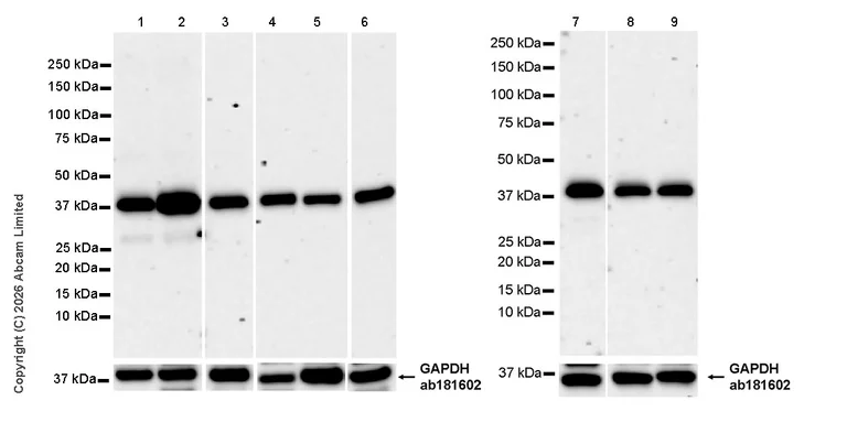 Western blot - Anti-GAPDH antibody [EPR16891] - Loading Control (AB181602)