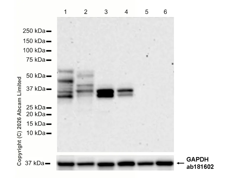 Western blot - Anti-GAPDH antibody [EPR16891] - Loading Control (AB181602)