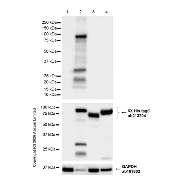 Western blot - Anti-GAPDH antibody [EPR16891] - Loading Control (AB181602)