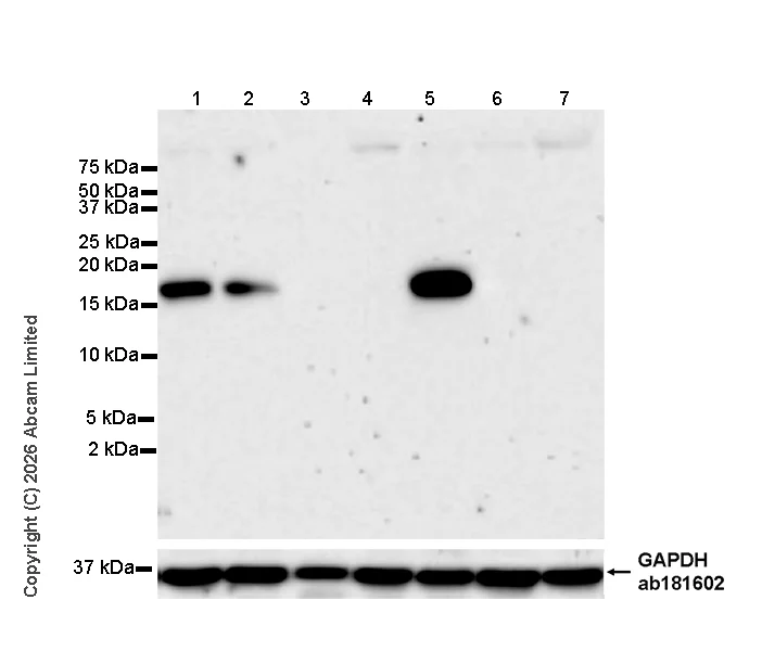 Western blot - Anti-GAPDH antibody [EPR16891] - Loading Control (AB181602)