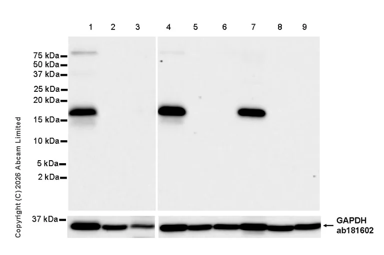 Western blot - Anti-GAPDH antibody [EPR16891] - Loading Control (AB181602)