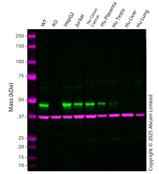 Western blot - Anti-GAPDH antibody [EPR16891] - Loading Control (AB181602)