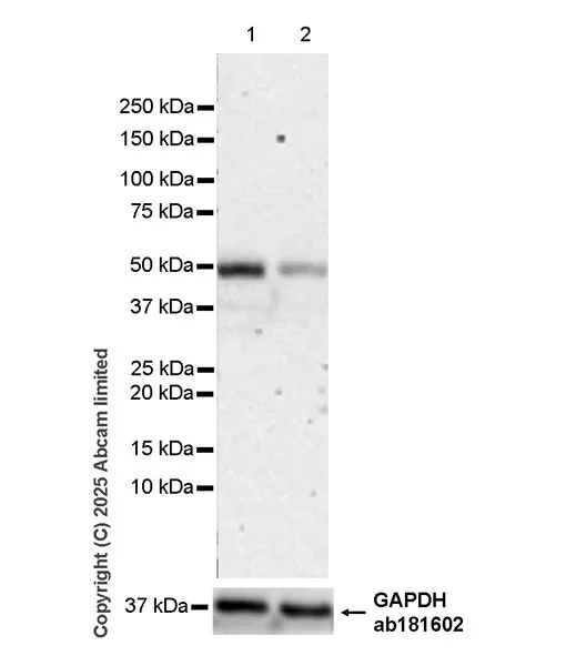 Western blot - Anti-GAPDH antibody [EPR16891] - Loading Control (AB181602)