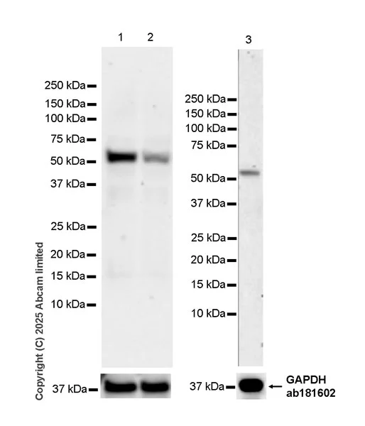 Western blot - Anti-GAPDH antibody [EPR16891] - Loading Control (AB181602)