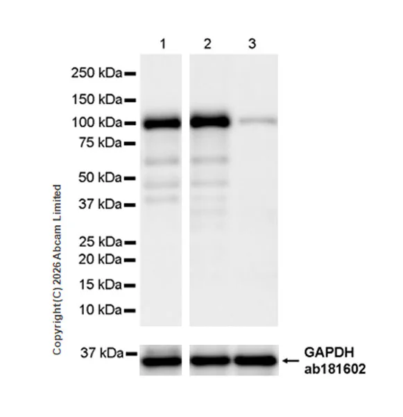 Western blot - Anti-GAPDH antibody [EPR16891] - Loading Control (AB181602)