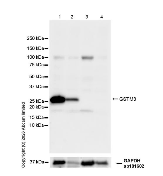 Western blot - Anti-GAPDH antibody [EPR16891] - Loading Control (AB181602)