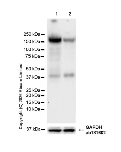 Western blot - Anti-GAPDH antibody [EPR16891] - Loading Control (AB181602)