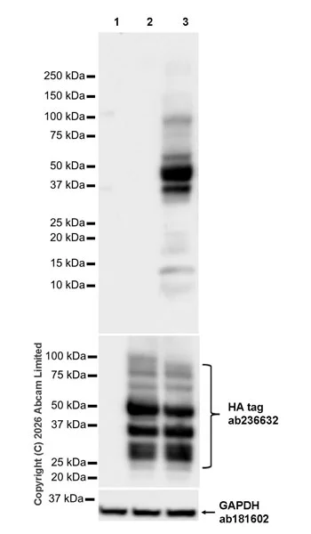 Western blot - Anti-GAPDH antibody [EPR16891] - Loading Control (AB181602)