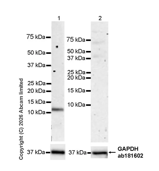 Western blot - Anti-GAPDH antibody [EPR16891] - Loading Control (AB181602)