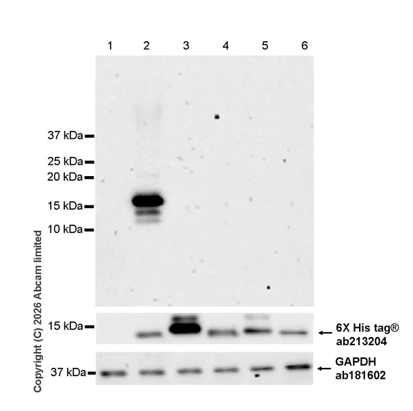 Western blot - Anti-GAPDH antibody [EPR16891] - Loading Control (AB181602)