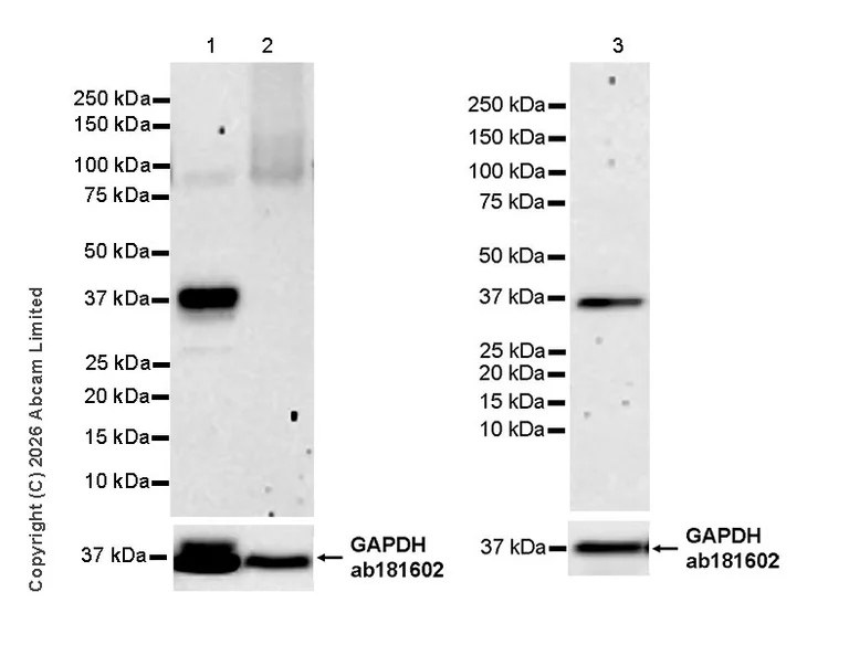 Western blot - Anti-GAPDH antibody [EPR16891] - Loading Control (AB181602)
