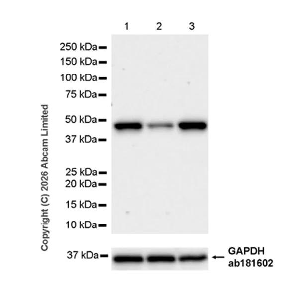 Western blot - Anti-GAPDH antibody [EPR16891] - Loading Control (AB181602)