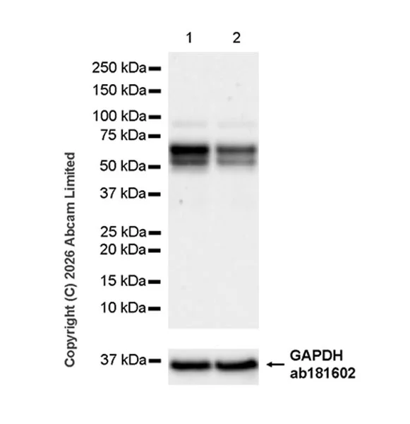 Western blot - Anti-GAPDH antibody [EPR16891] - Loading Control (AB181602)