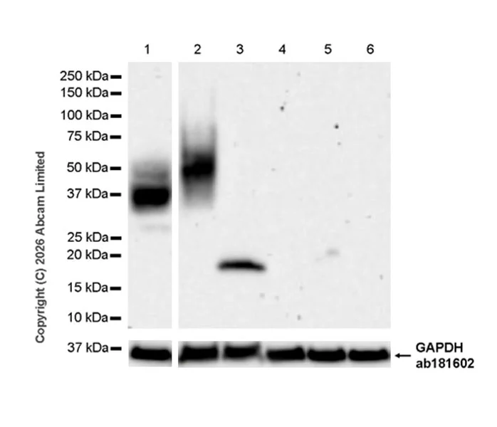 Western blot - Anti-GAPDH antibody [EPR16891] - Loading Control (AB181602)