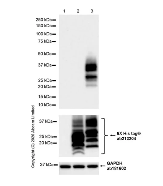 Western blot - Anti-GAPDH antibody [EPR16891] - Loading Control (AB181602)