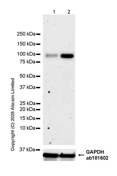 Western blot - Anti-GAPDH antibody [EPR16891] - Loading Control (AB181602)