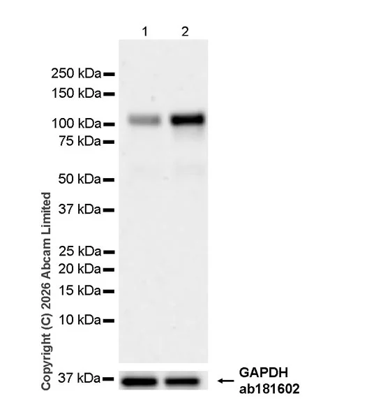 Western blot - Anti-GAPDH antibody [EPR16891] - Loading Control (AB181602)