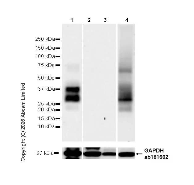 Western blot - Anti-GAPDH antibody [EPR16891] - Loading Control (AB181602)