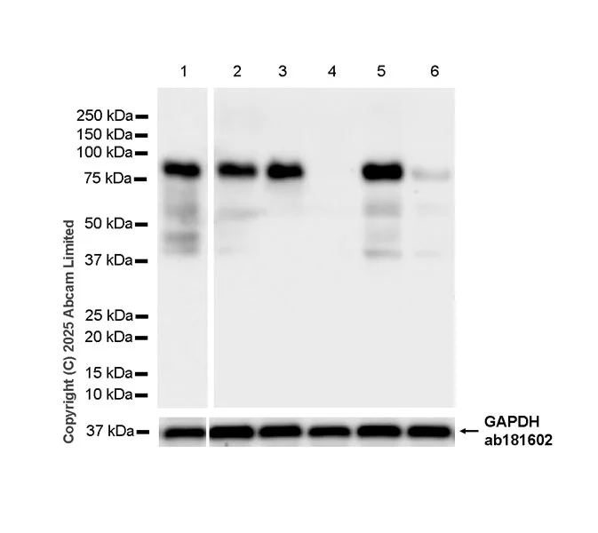 Western blot - Anti-GAPDH antibody [EPR16891] - Loading Control (AB181602)