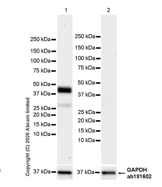 Western blot - Anti-GAPDH antibody [EPR16891] - Loading Control (AB181602)