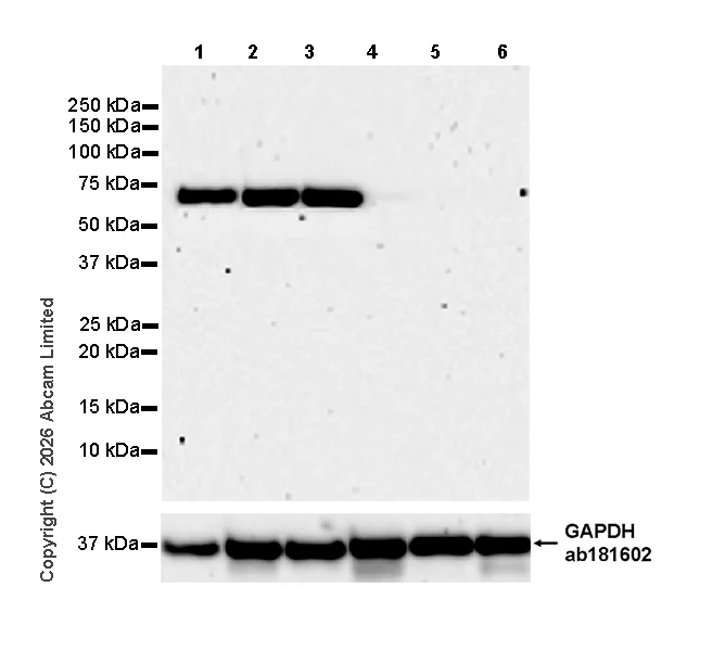 Western blot - Anti-GAPDH antibody [EPR16891] - Loading Control (AB181602)