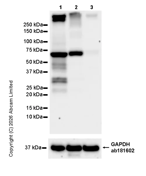Western blot - Anti-GAPDH antibody [EPR16891] - Loading Control (AB181602)