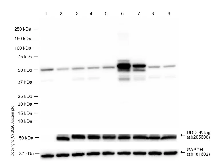 Western blot - Anti-GAPDH antibody [EPR16891] - Loading Control (AB181602)