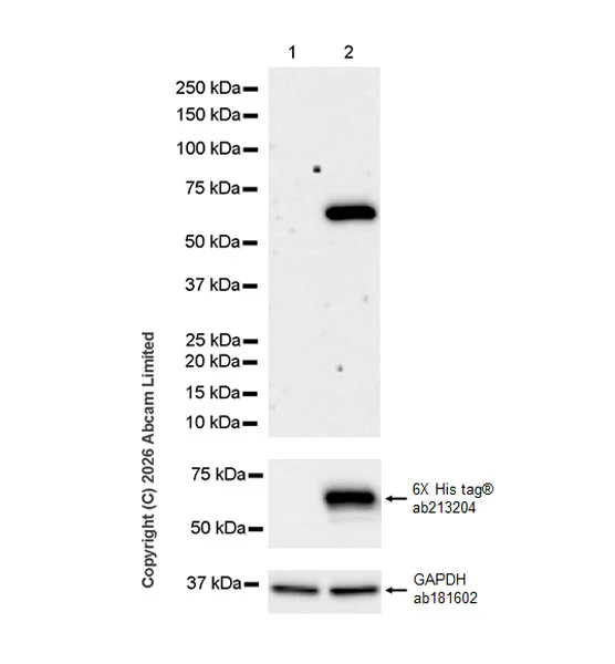Western blot - Anti-GAPDH antibody [EPR16891] - Loading Control (AB181602)