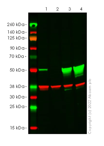 Western blot - Anti-GAPDH antibody [EPR16891] - Loading Control (AB181602)