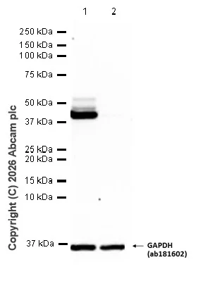 Western blot - Anti-GAPDH antibody [EPR16891] - Loading Control (AB181602)