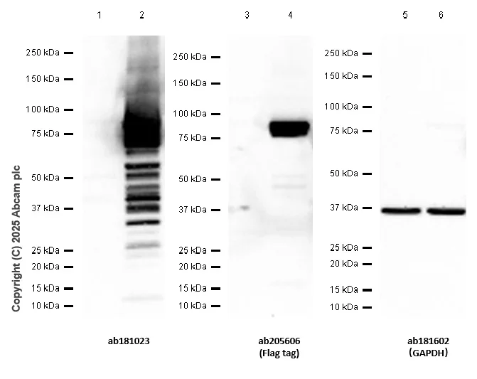 Western blot - Anti-GAPDH antibody [EPR16891] - Loading Control (AB181602)