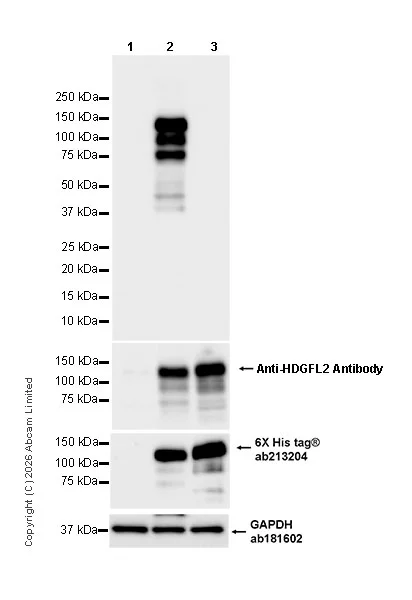 Western blot - Anti-GAPDH antibody [EPR16891] - Loading Control (AB181602)