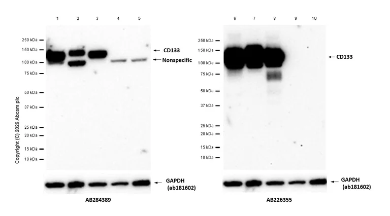 Western blot - Anti-GAPDH antibody [EPR16891] - Loading Control (AB181602)