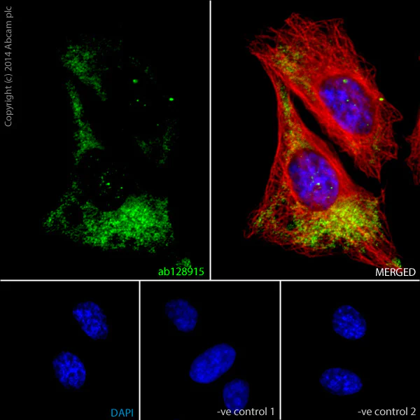 Immunocytochemistry/ Immunofluorescence - Anti-GAPDH antibody [EPR6256] - BSA and Azide free (AB186930)