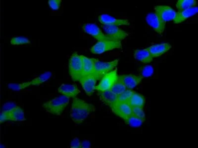 Immunocytochemistry/ Immunofluorescence - Anti-GAPDH antibody [EPR6256] - BSA and Azide free (AB186930)