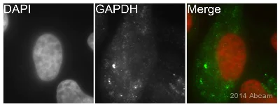 Immunocytochemistry/ Immunofluorescence - Anti-GAPDH antibody [EPR6256] - BSA and Azide free (AB186930)