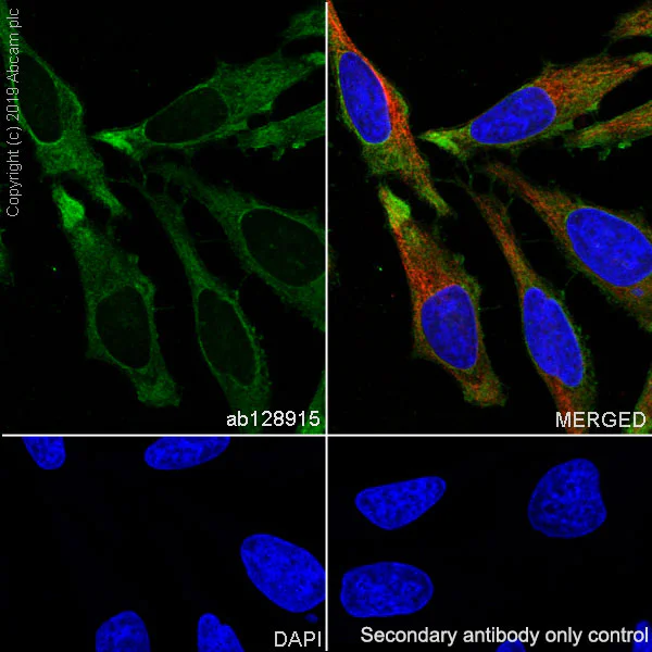 Immunocytochemistry/ Immunofluorescence - Anti-GAPDH antibody [EPR6256] - BSA and Azide free (AB186930)