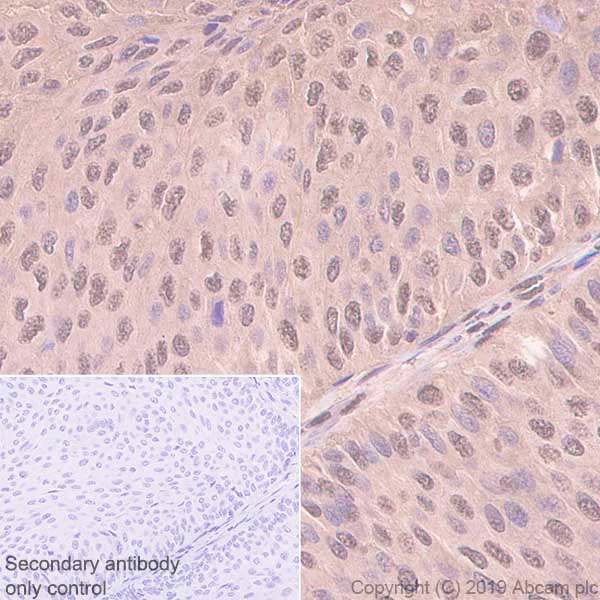 Immunohistochemistry (Formalin/PFA-fixed paraffin-embedded sections) - Anti-GAPDH antibody [EPR6256] - BSA and Azide free (AB186930)