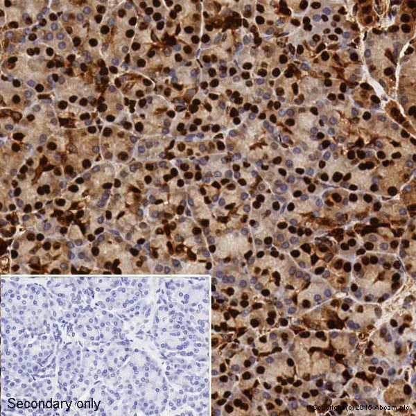 Immunohistochemistry (Formalin/PFA-fixed paraffin-embedded sections) - Anti-GAPDH antibody [EPR6256] - BSA and Azide free (AB186930)
