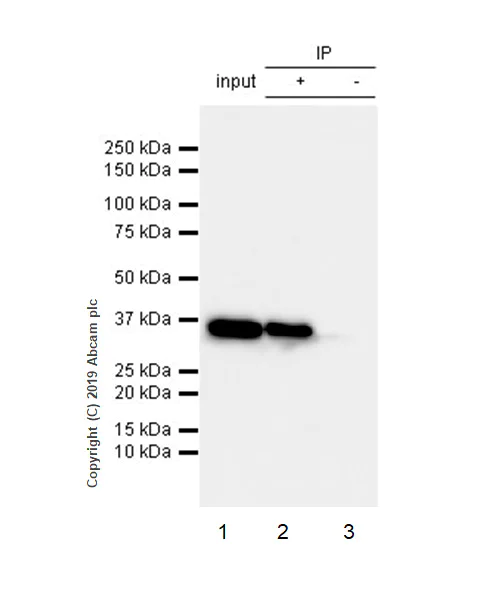 Immunoprecipitation - Anti-GAPDH antibody [EPR6256] - BSA and Azide free (AB186930)