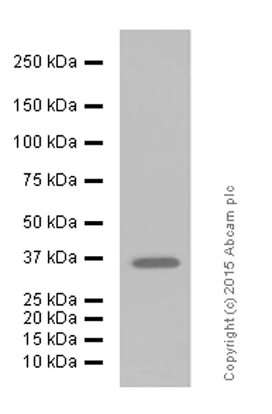 Western blot - Anti-GAPDH antibody [EPR6256] - BSA and Azide free (AB186930)