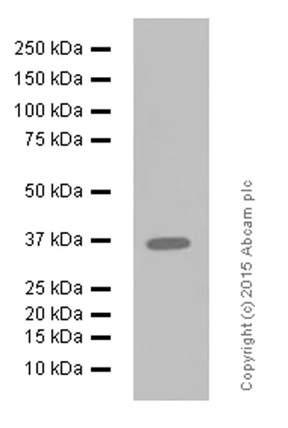 Western blot - Anti-GAPDH antibody [EPR6256] - BSA and Azide free (AB186930)