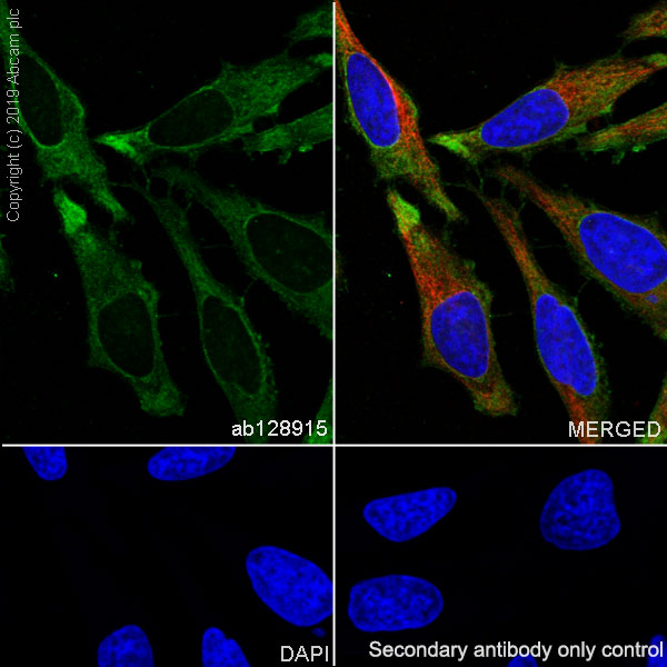 Immunocytochemistry/ Immunofluorescence - Anti-GAPDH antibody [EPR6256] - Loading Control (ab128915), expandable thumbnail