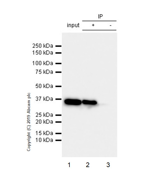 Immunoprecipitation - Anti-GAPDH antibody [EPR6256] - Loading Control (AB128915), expandable thumbnail
